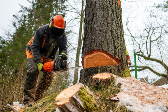 Tree Felling service by NETCOM Investment Projects